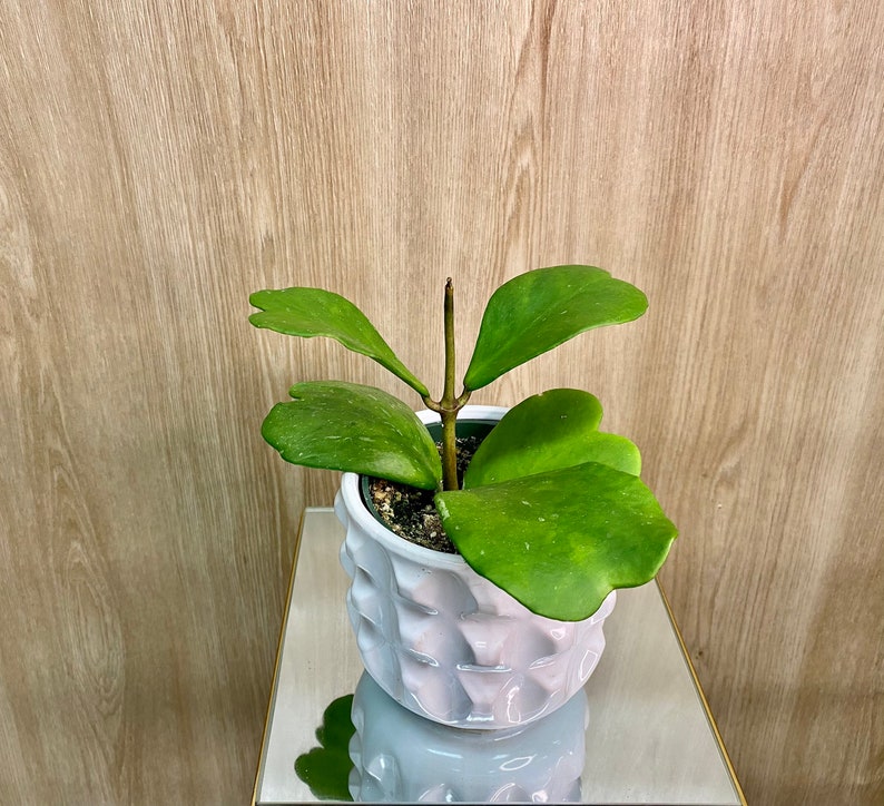 Heart-Shaped Hoya Plant